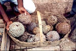 Araticum - Annora Crassiflora Mart.